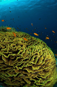 Lettuce Coral & Anthias by Paul Colley 